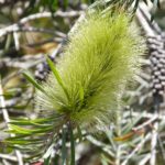 Callistemon pachyphyllus green - Australian Native Plant